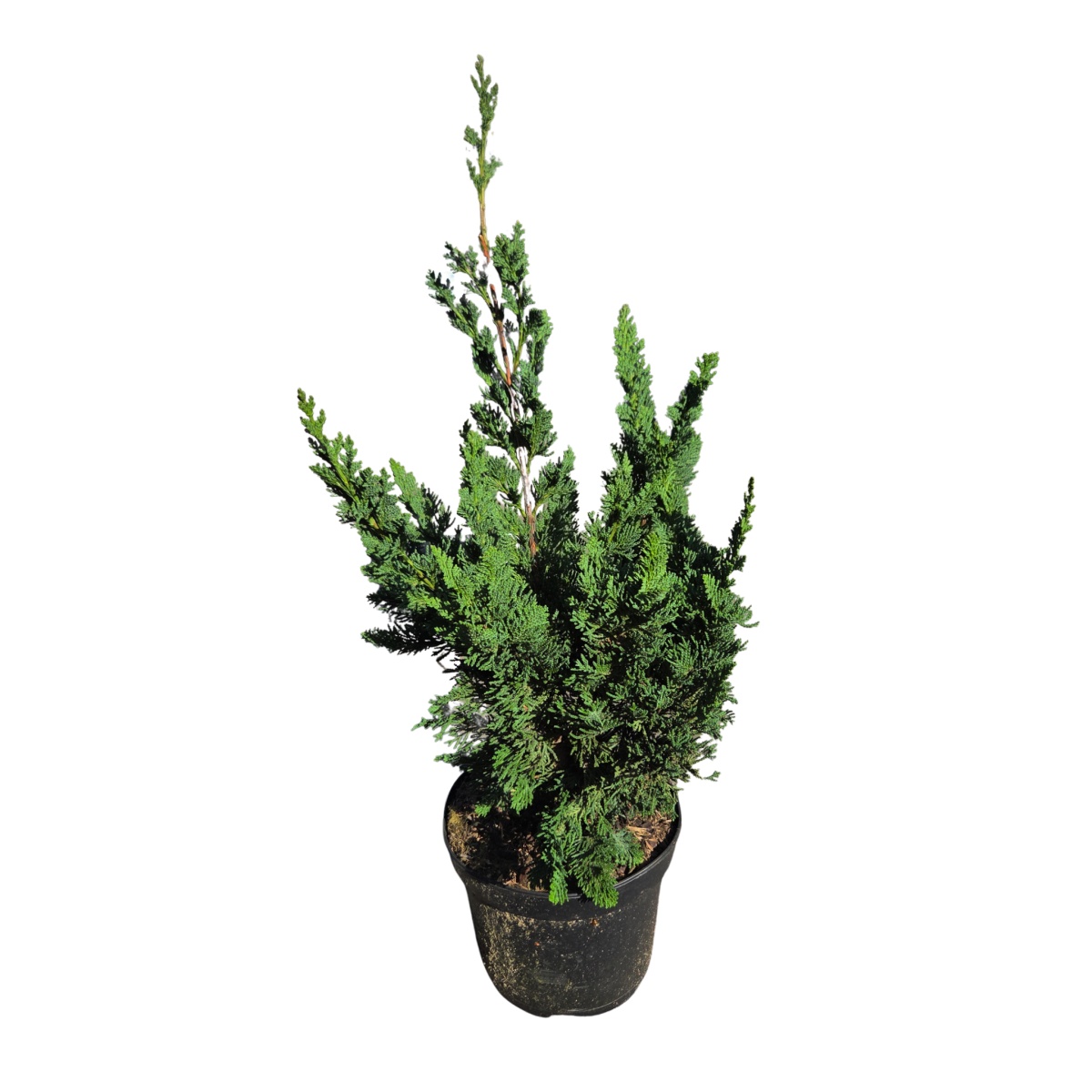 Vzrůstné jehličnany - Cypřišek Lawsonův Wisselii výška 25/30cm, květináč 2 litry