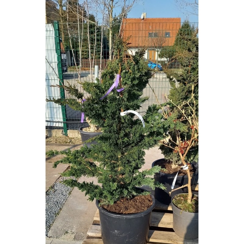 Vzrůstné jehličnany - Cypřišek Lawsonův 'Wisselii' výška 60/80cm