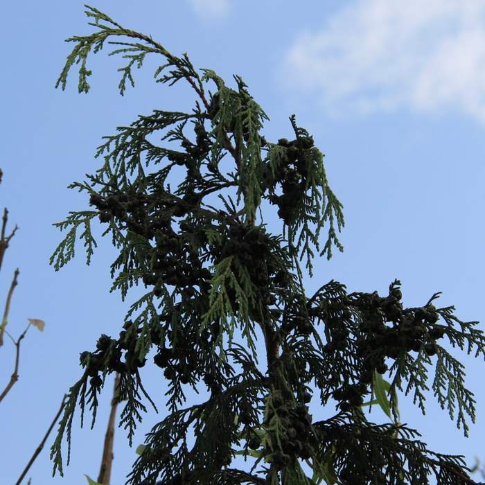 Vzrůstné jehličnany - Cypřišek nutkajský 'Pendula' 125/150cm