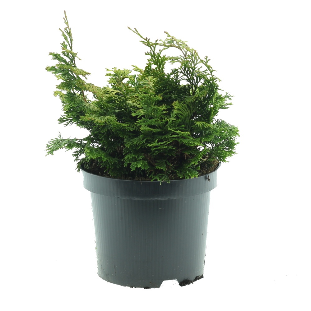 Zakrsle rostoucí jehličnany - Cypřišek tupolistý Aurora 2,5 litru