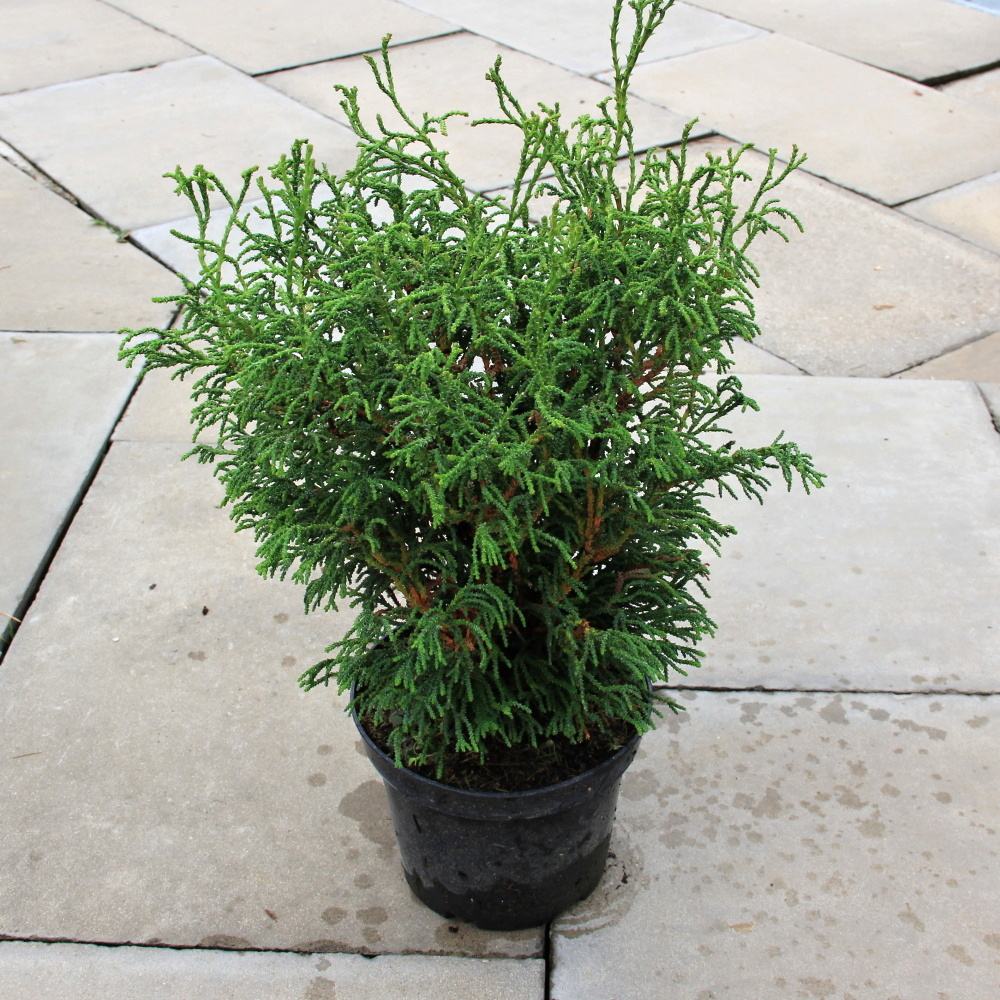 Zakrsle rostoucí jehličnany - Cypřišek tupolistý 'Birgit'