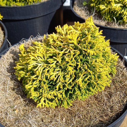 Zakrsle rostoucí jehličnany - Cypřišek tupolistý 'Butterball' výška 15/20cm, 2,5 litru