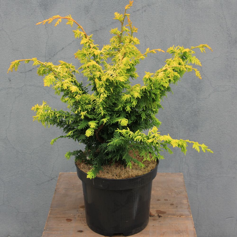 Zakrsle rostoucí jehličnany - Cypřišek tupolistý 'Fernspray Gold' 2,5 litru