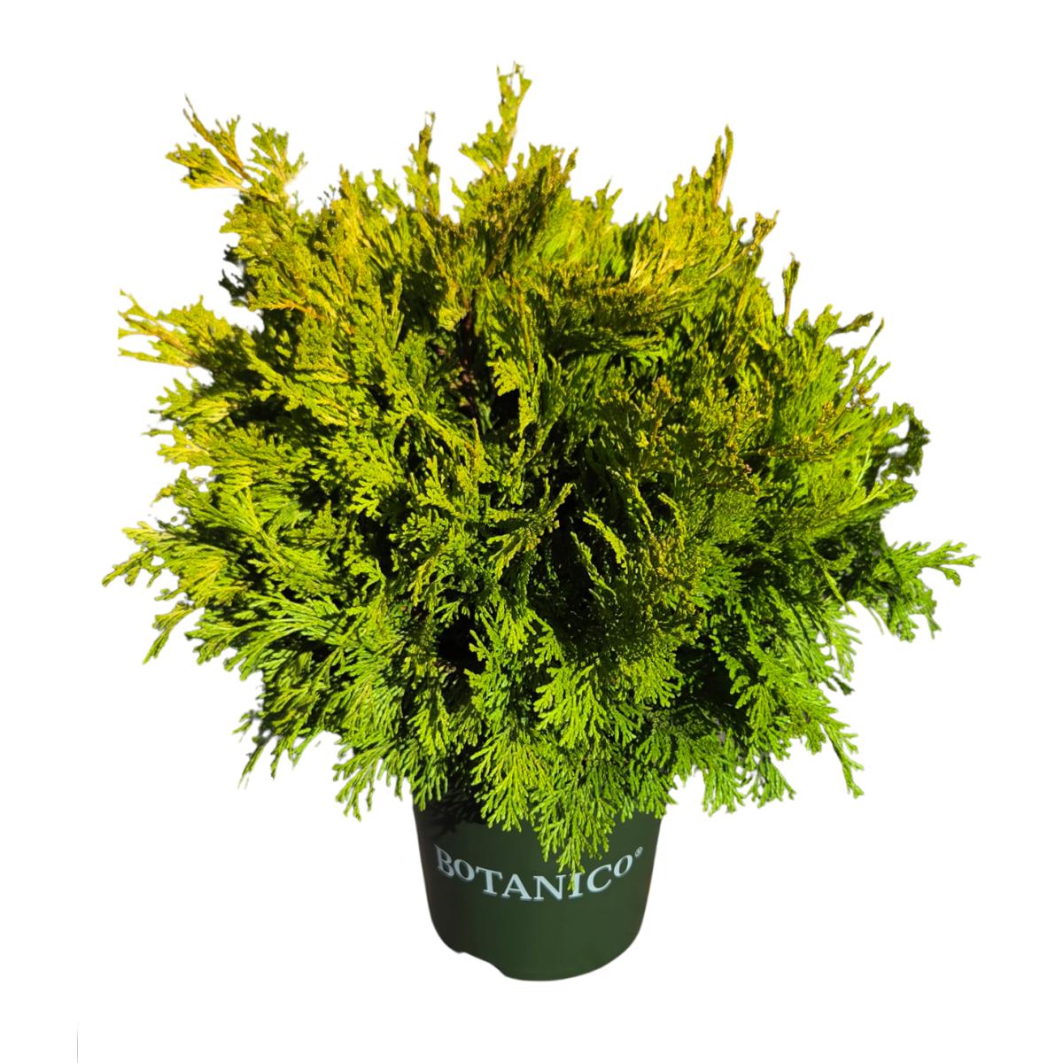 Zakrsle rostoucí jehličnany - Cypřišek tupolistý Kerdalo výška 15/20cm, květináč 2,8 litru