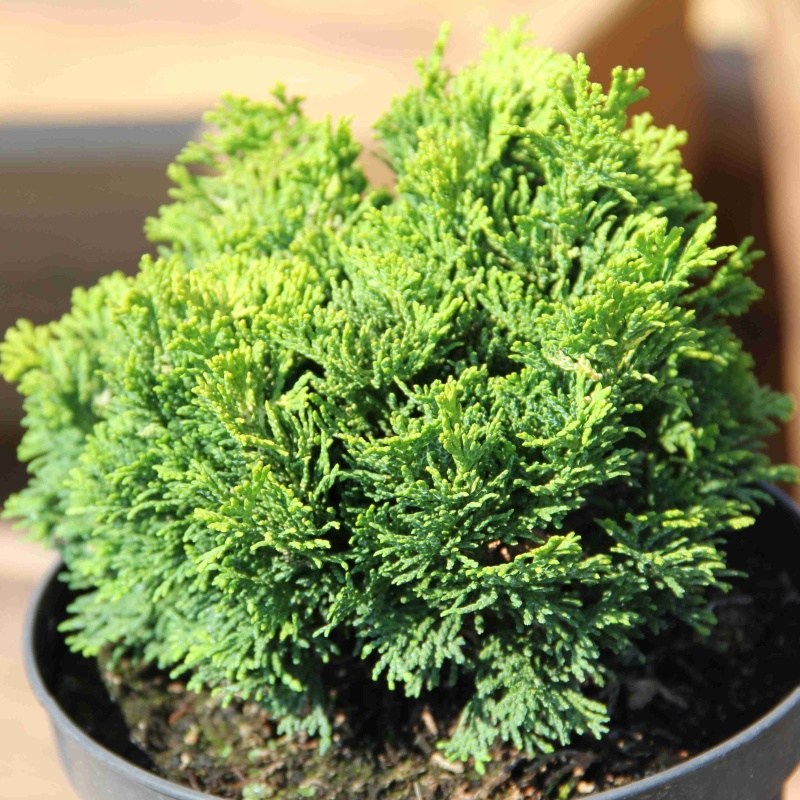 Zakrsle rostoucí jehličnany - Cypřišek tupolistý 'Marian' květináč 2,5litru