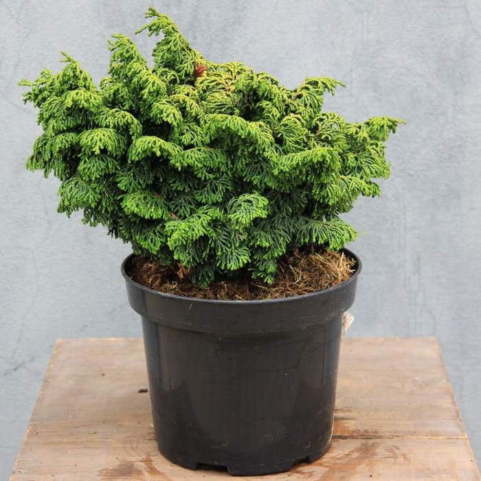 Zakrsle rostoucí jehličnany - Cypřišek tupolistý 'Maureen' 2,5 litru