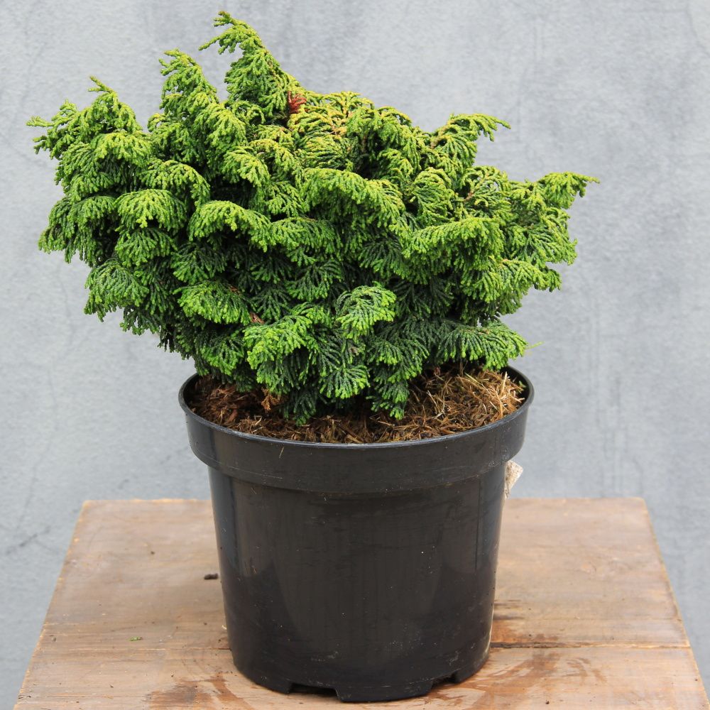 Zakrsle rostoucí jehličnany - Cypřišek tupolistý  'Maureen' 2 litry