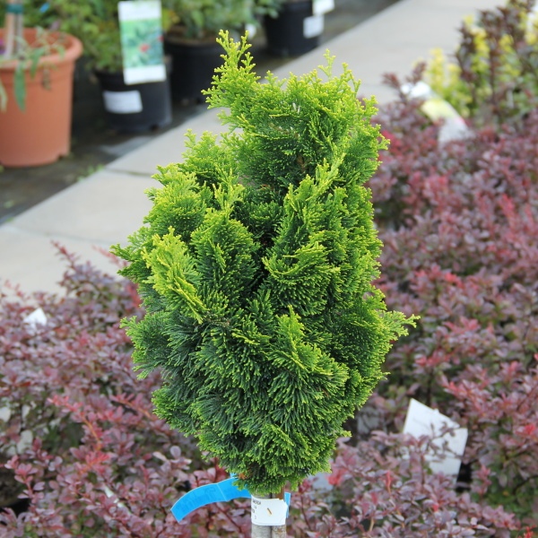 Zakrsle rostoucí jehličnany - Cypřišek tupolistý 'Nana Aurea' kmínek 40cm, 9 litrů