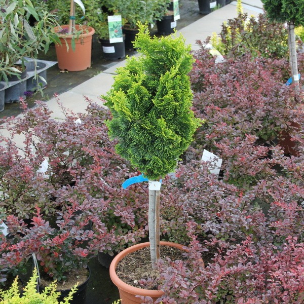 Cypřišek tupolistý 'Nana Aurea' kmínek 40cm, 9 litrů-0