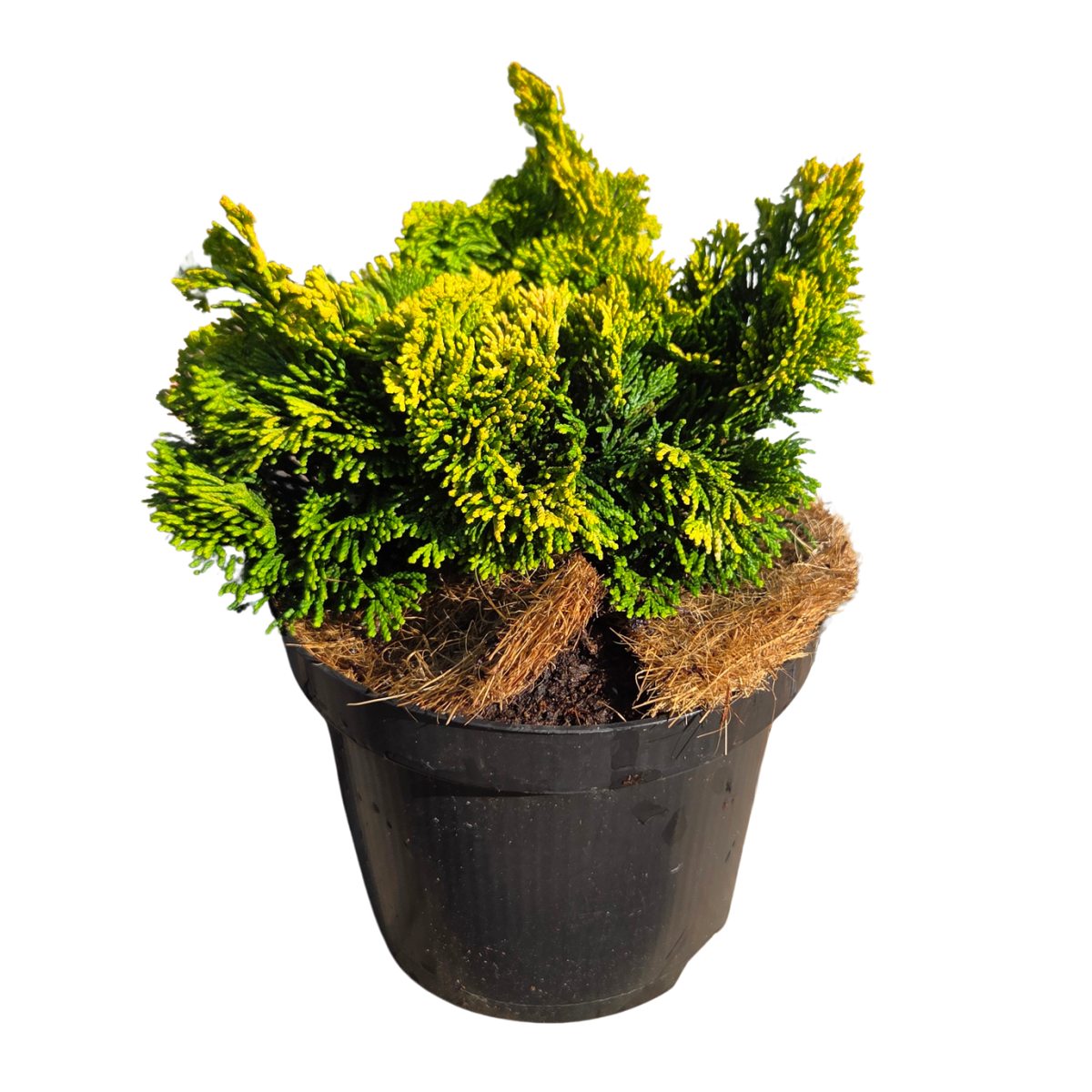 Zakrsle rostoucí jehličnany - Cypřišek tupolistý Nana Aurea výška 10/15cm, květináč 2 litry