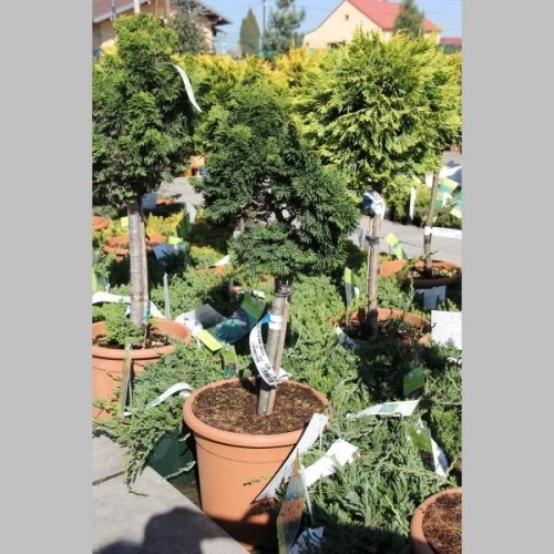 Zakrsle rostoucí jehličnany - Cypřišek tupolistý 'Nana Gracilis' 10 litrů, kmínek 1/2