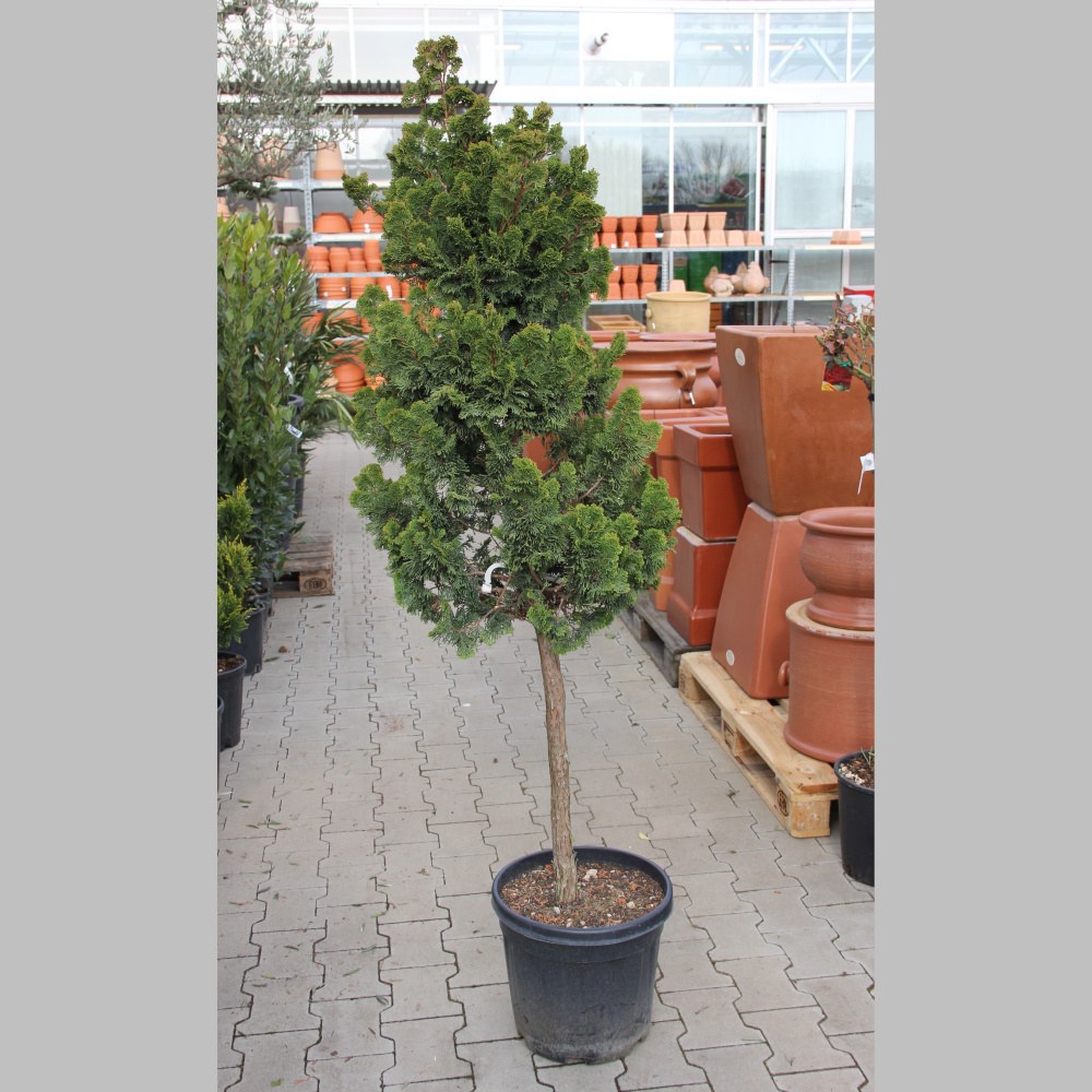 Zakrsle rostoucí jehličnany - Cypřišek tupolistý 'Nana gracilis' 12 litrů