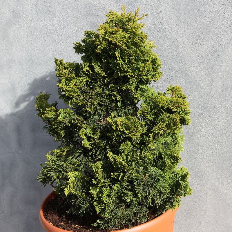 Zakrsle rostoucí jehličnany - Cypřišek tupolistý 'Nana Gracilis' 15 litrů