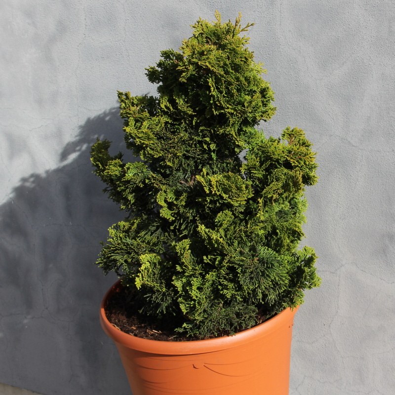 Cypřišek tupolistý 'Nana Gracilis' 15 litrů-0