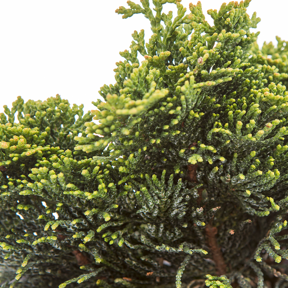 Zakrsle rostoucí jehličnany - Cypříšek tupolistý 'Nana Gracilis' 2 litry