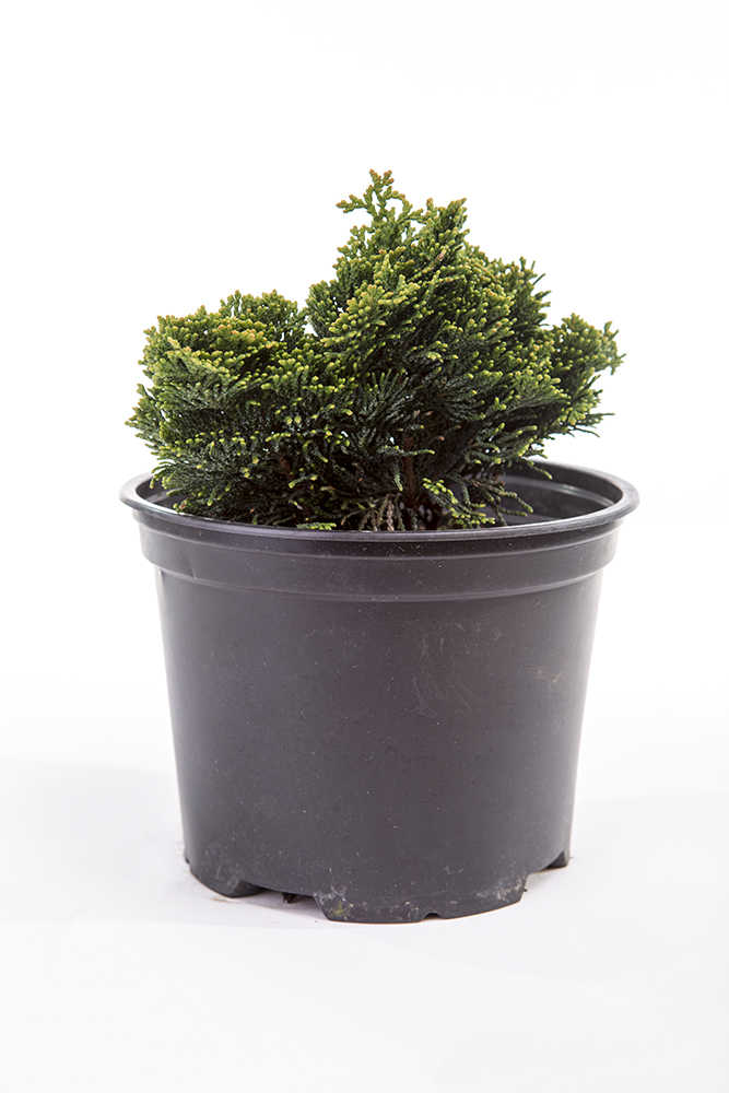 Cypříšek tupolistý 'Nana Gracilis' 2 litry-0