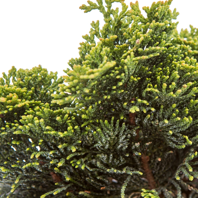 Zakrsle rostoucí jehličnany - Cypřišek tupolistý 'Nana Gracilis' 9 litrů na kmínku