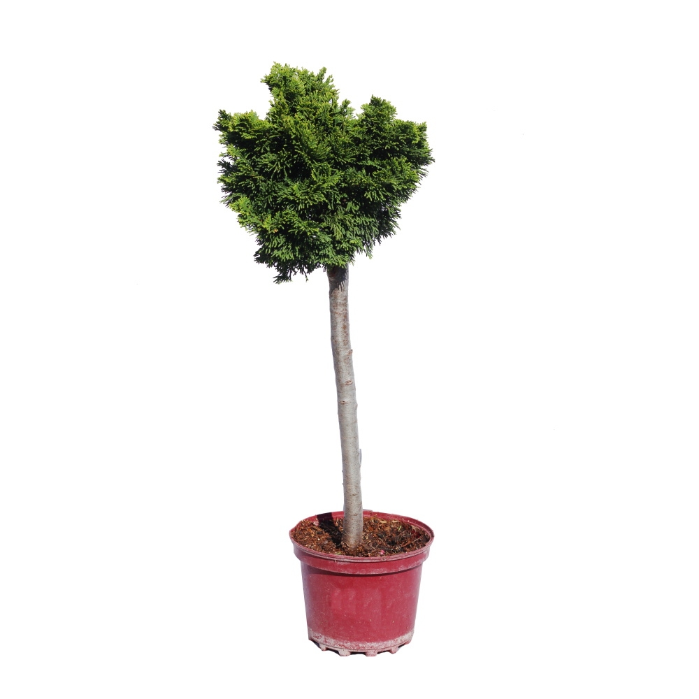 Zakrsle rostoucí jehličnany - Cypřišek tupolistý Nana Gracilis kmínek 40cm, květináč 3 litry