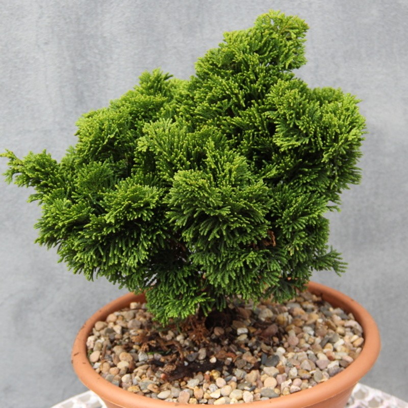 Zakrsle rostoucí jehličnany - Cypřišek tupolistý 'Nana Gracilis' miska 2 litry