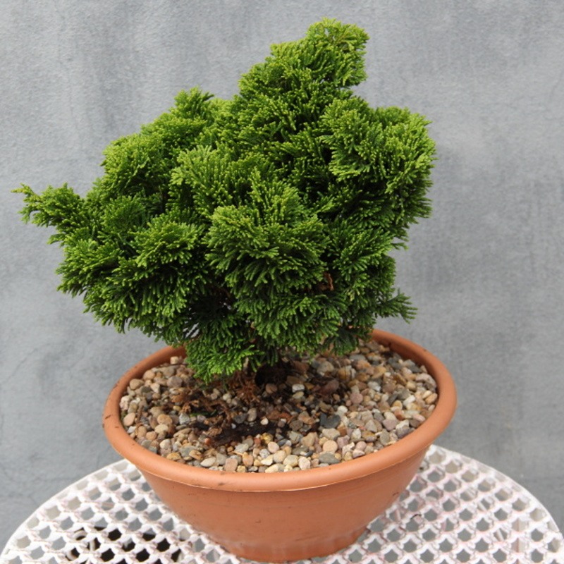 Cypřišek tupolistý 'Nana Gracilis' miska 2 litry-0