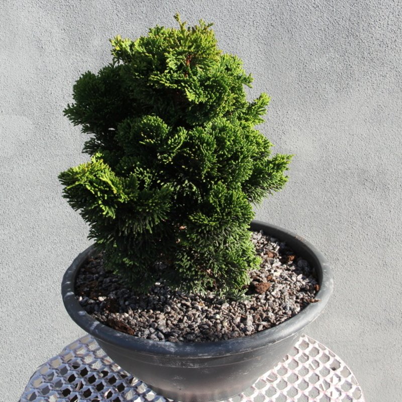 Zakrsle rostoucí jehličnany - Cypřišek tupolistý 'Nana Gracilis' miska 3,5 litru