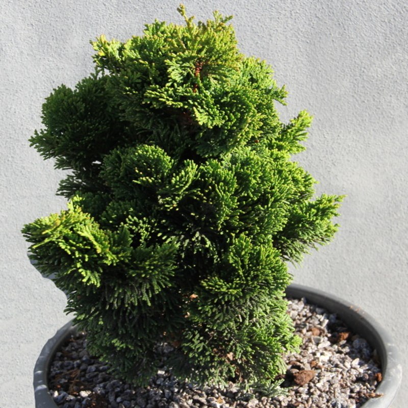 Cypřišek tupolistý 'Nana Gracilis' miska 3,5 litru-0