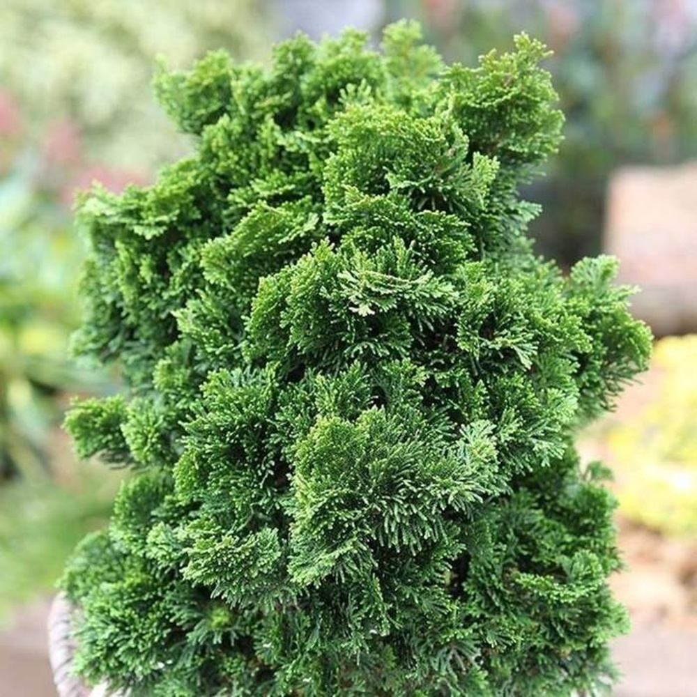 Zakrsle rostoucí jehličnany - Cypřišek tupolistý 'Nana Gracilis' výška 20/30cm, květináč 7,5 litru