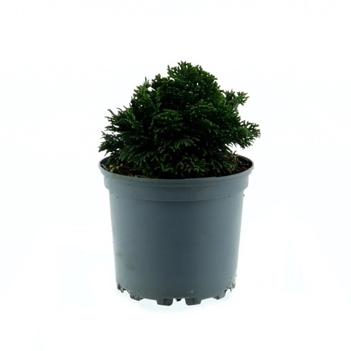 Zakrsle rostoucí jehličnany - Cypřišek tupolistý 'Nana Gracilis' výška 30/35cm, květináč 5 litrů