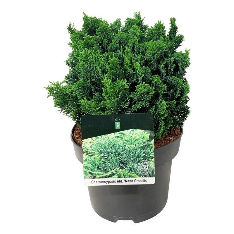 Zakrsle rostoucí jehličnany - Cypřišek tupolistý Nana Gracilis výška 30/40cm, květináč 5 litrů