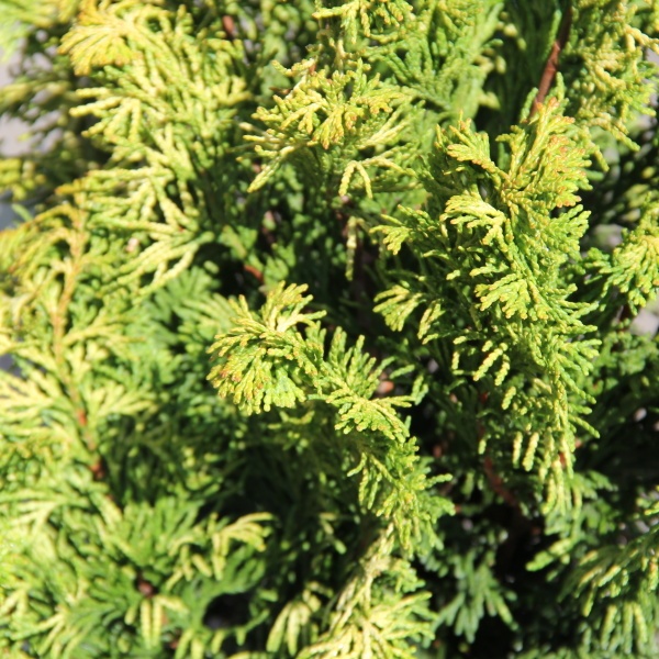 Zakrsle rostoucí jehličnany - Cypřišek tupolistý 'Rashahiba' 2 litry