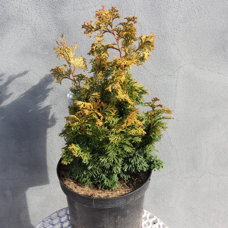 Cypřišek tupolistý 'Rashahiba' 2 litry-0