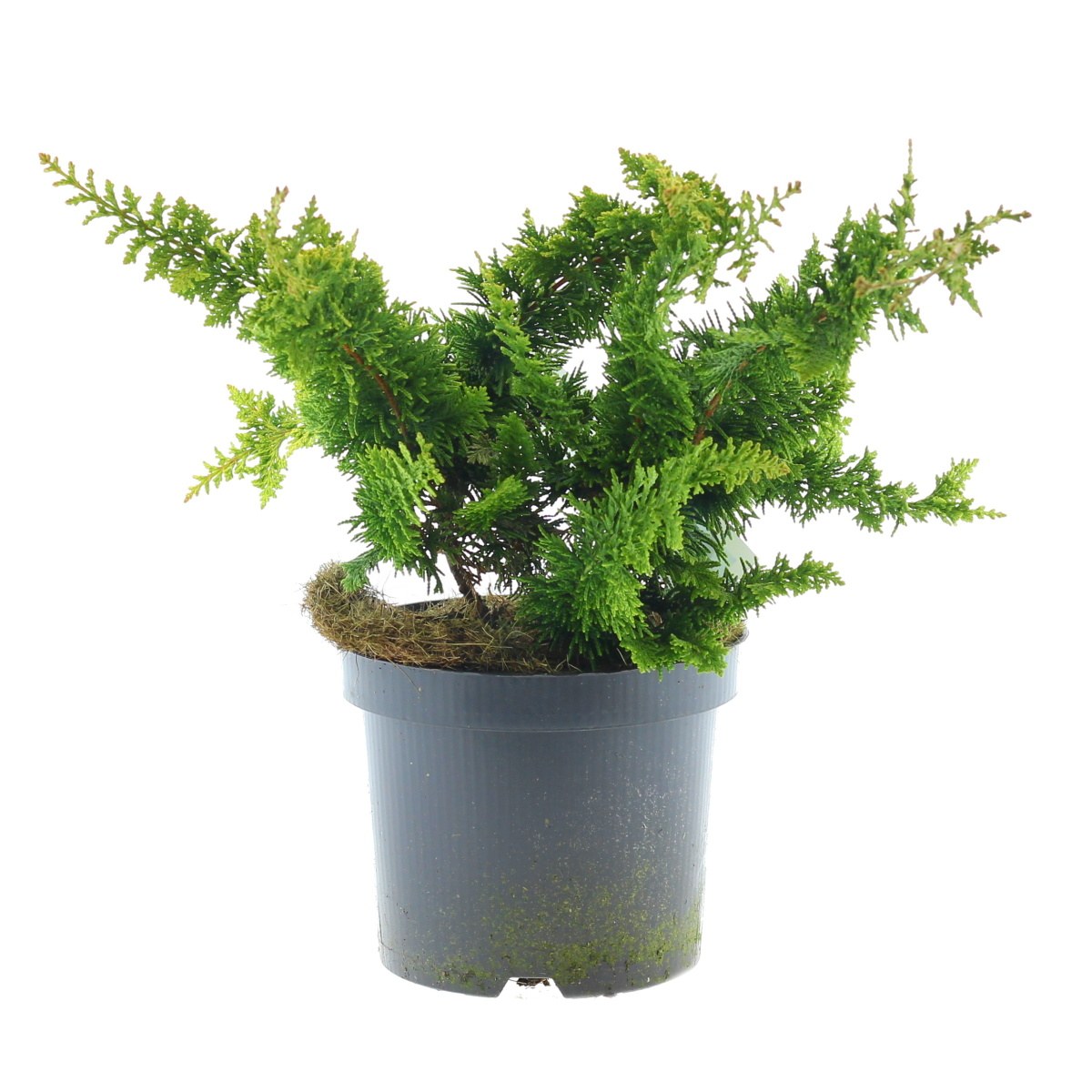 Zakrsle rostoucí jehličnany - Cypřišek tupolistý Teddy Bear Yellow výška 20/30cm, květináč 2,5 litru