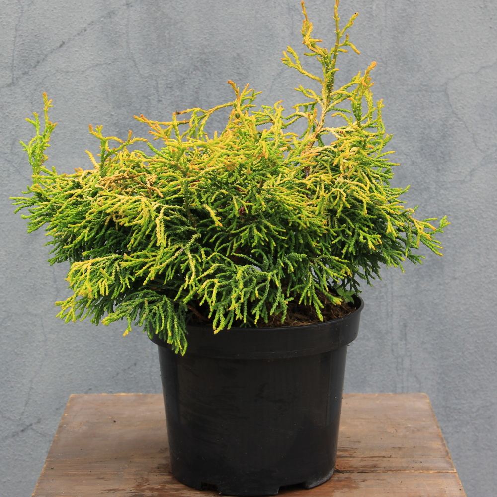 Zakrsle rostoucí jehličnany - Cypřišek tupolistý 'Tsatsumi Gold' 2 litry