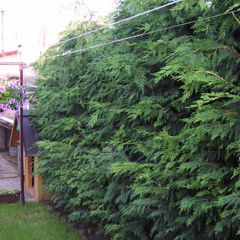 Rostliny - Cypřišovec Leylandův 25 litrů