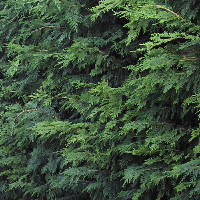 Rostliny - Cypřišovec Leylandův 50 litrů