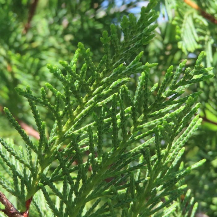 Rostliny - Cypřišovec Leylandův 7 litrů