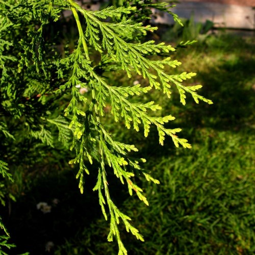 Vzrůstné jehličnany - Cypřišovec Leylandův 'Aurea' 50 lirů