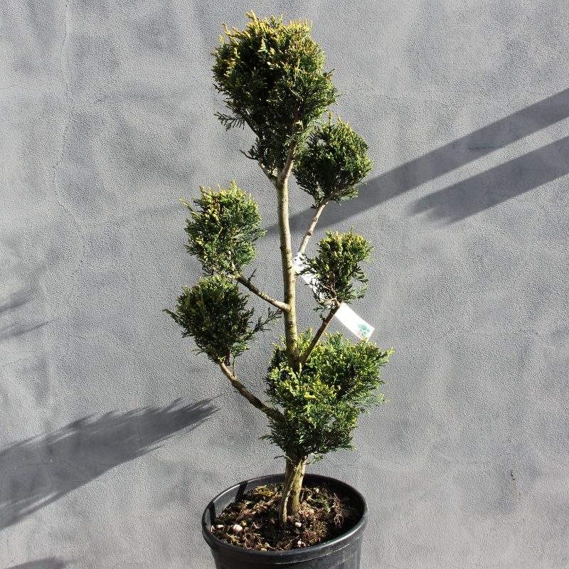 Zakrsle rostoucí jehličnany - Cypřišovec Leylandův 'Aurea' pon-pom 23 litrů