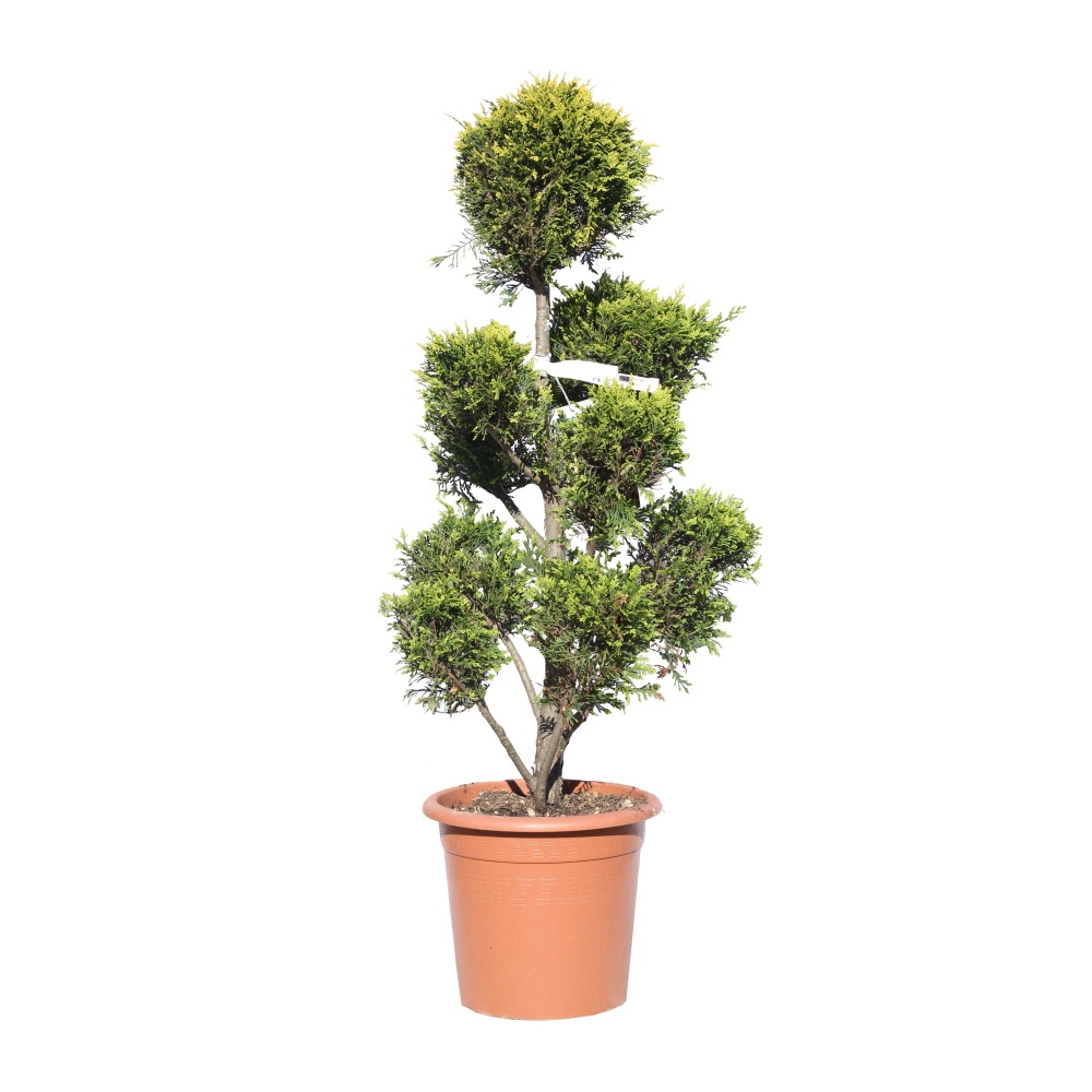 Zakrsle rostoucí jehličnany - Cypřišovec Leylandův Castlewelan Gold 14 litrů