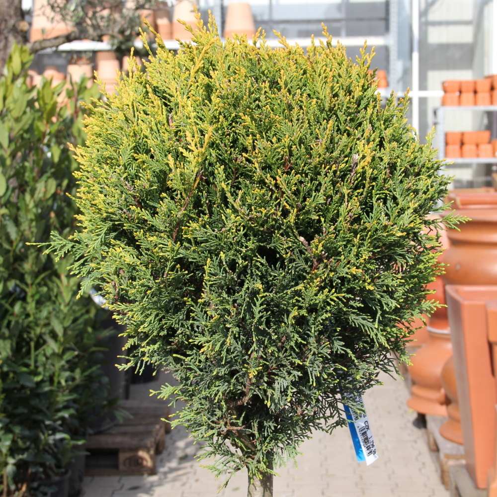 Zakrsle rostoucí jehličnany - Cypřišovec Leylandův Castlewellan Gold 18 litrů, 1/2 kmínek