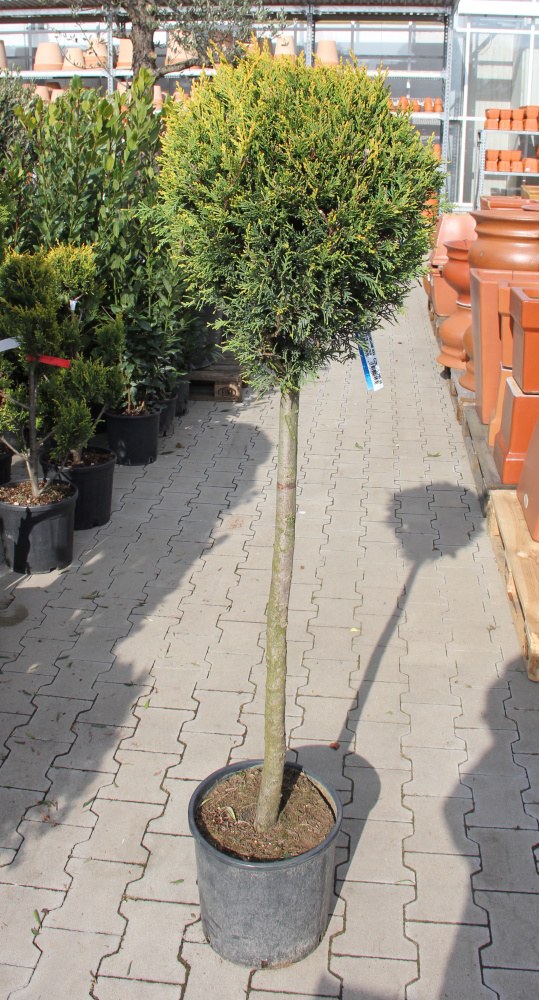 Cypřišovec Leylandův Castlewellan Gold 18 litrů, 1/2 kmínek-0