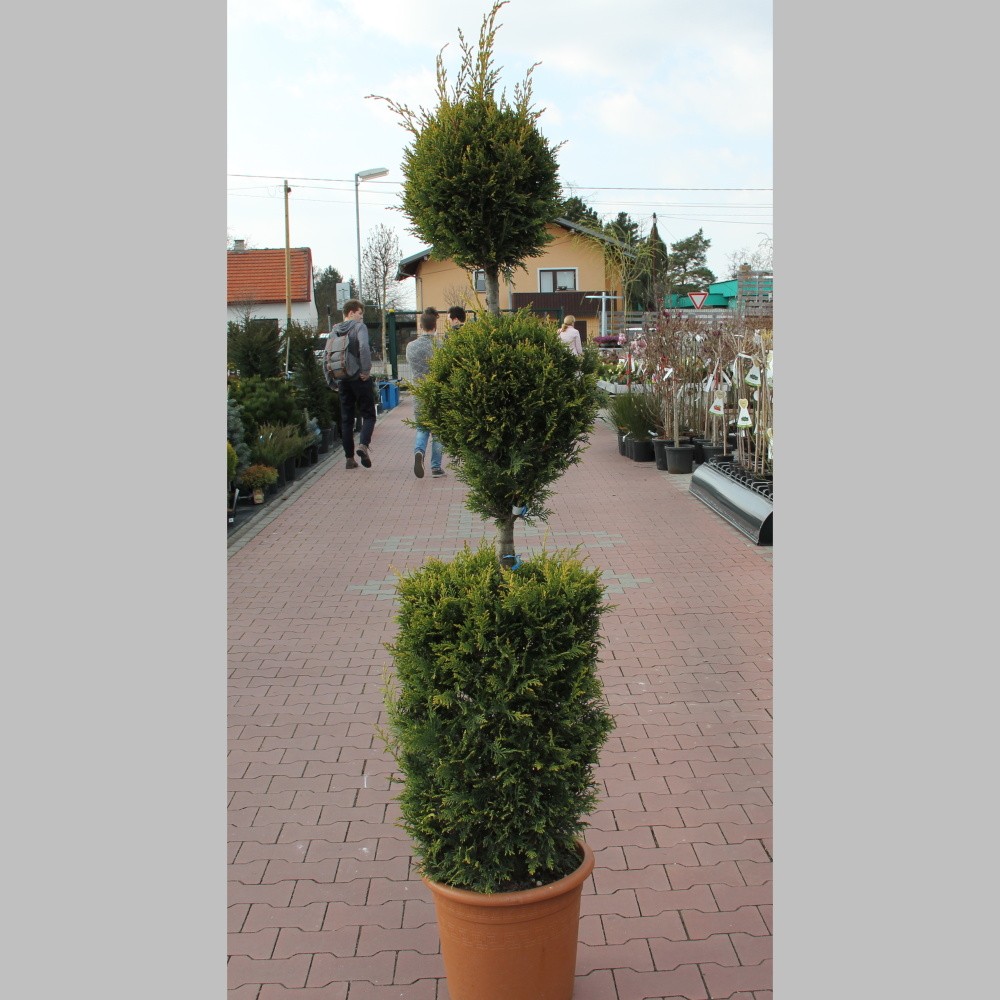 Zakrsle rostoucí jehličnany - Cypřišovec Leylandův 'Castlewellan Gold' 24 litrů