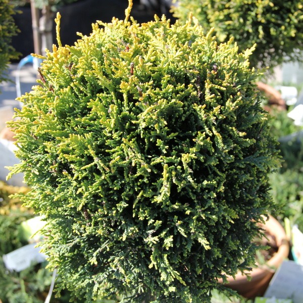 Vzrůstné jehličnany - Cypřišovec Leylandův Castlewellan Gold 9 litrů, kmínek