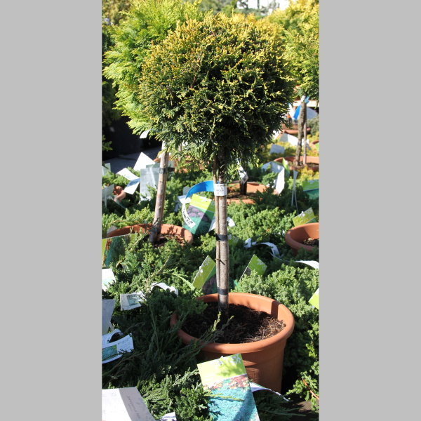 Cypřišovec Leylandův Castlewellan Gold 9 litrů, kmínek-0