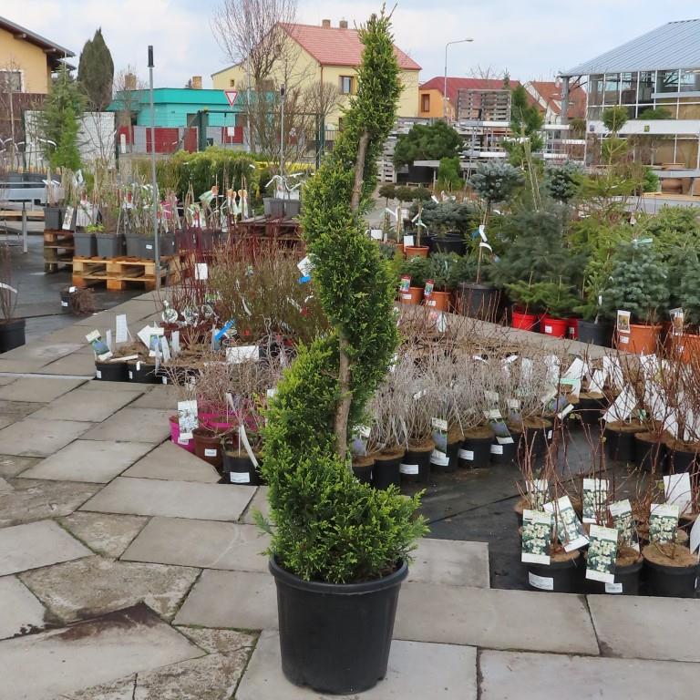 Jehličnany - Cypřišovec Leylandův 'Castlewellan Gold', květináč 18 litrů, spirála