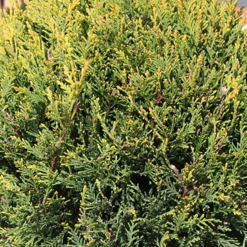 Zakrsle rostoucí jehličnany - Cypřišovec Leylandův Castlewellan Gold květináč 70 litrů, bonsai