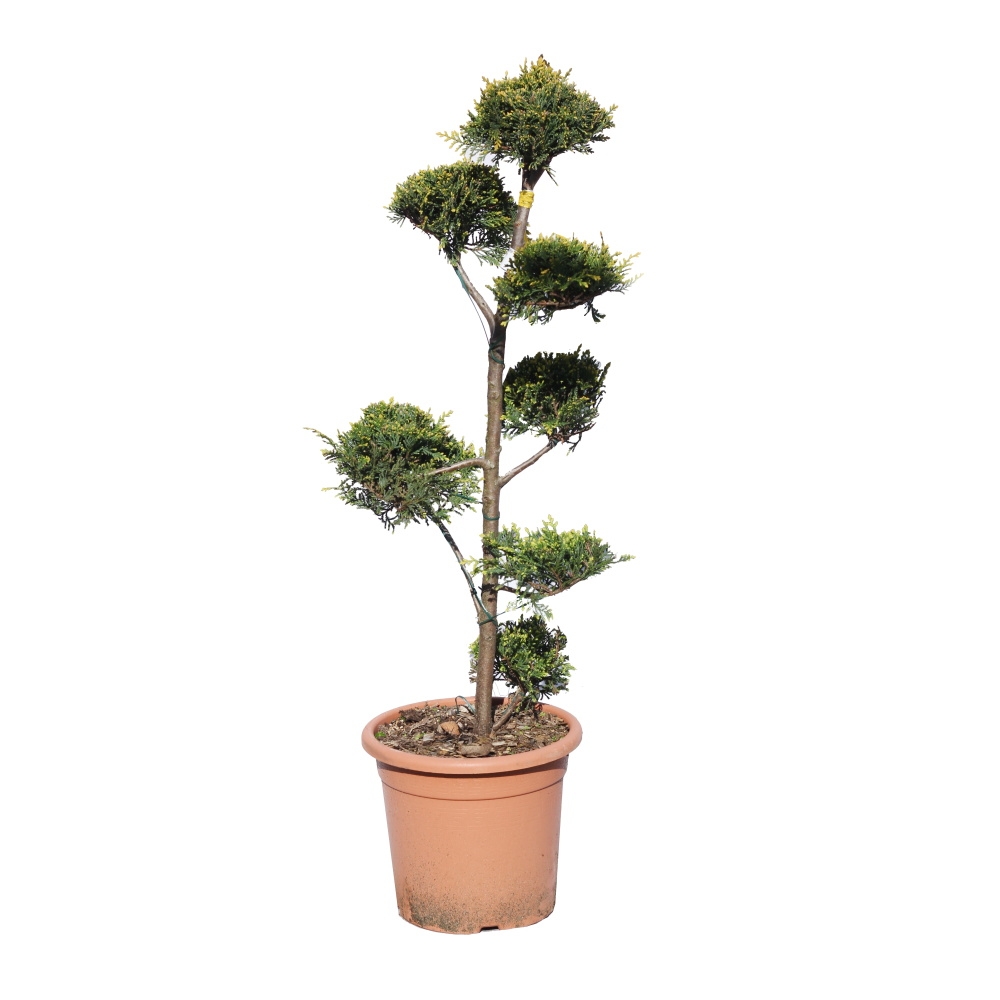 Zakrsle rostoucí jehličnany - Cypřišovec Leylandův Castlewellan Gold květináč 9 litrů, pom pon