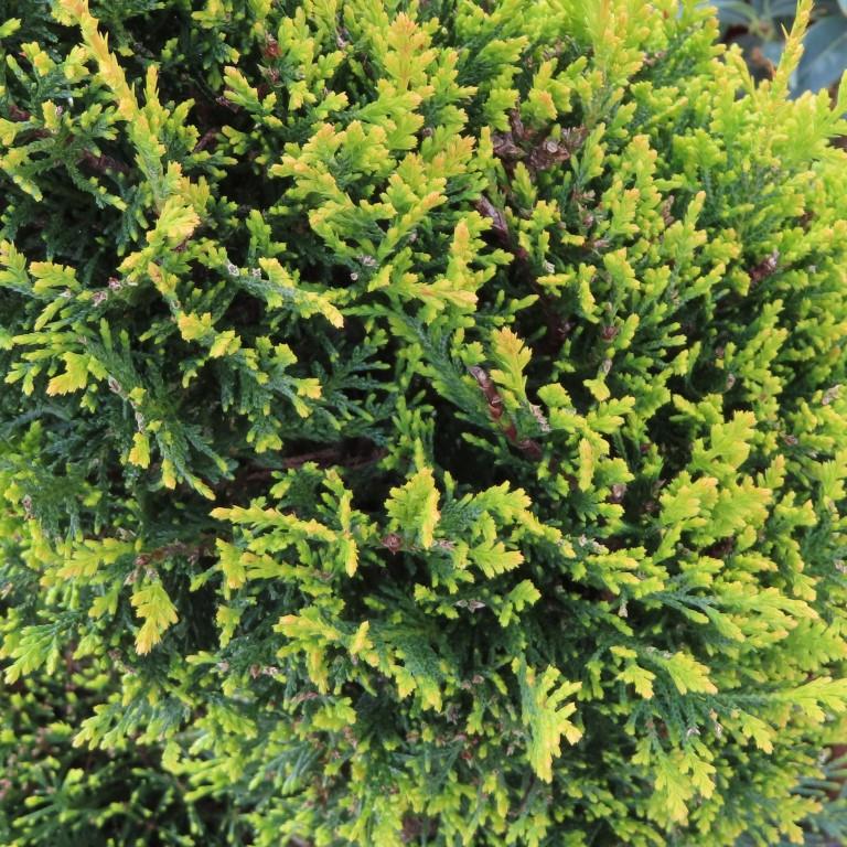 Zakrsle rostoucí jehličnany - Cypřišovec Leylandův Castlewellan Gold výška 200/+cm, květináč 110 litrů, spirála