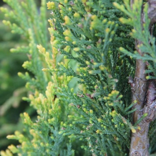 Vzrůstné jehličnany - Cypřišovec Leylandův 'Castlewelland Gold' 14 litrů, bonsai