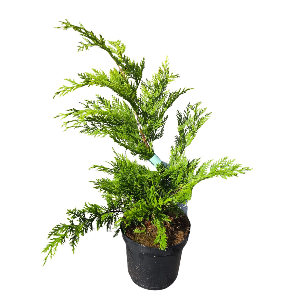 Vzrůstné jehličnany - Cypřišovec Leylandův 'Gold Rider' 2,5 litru